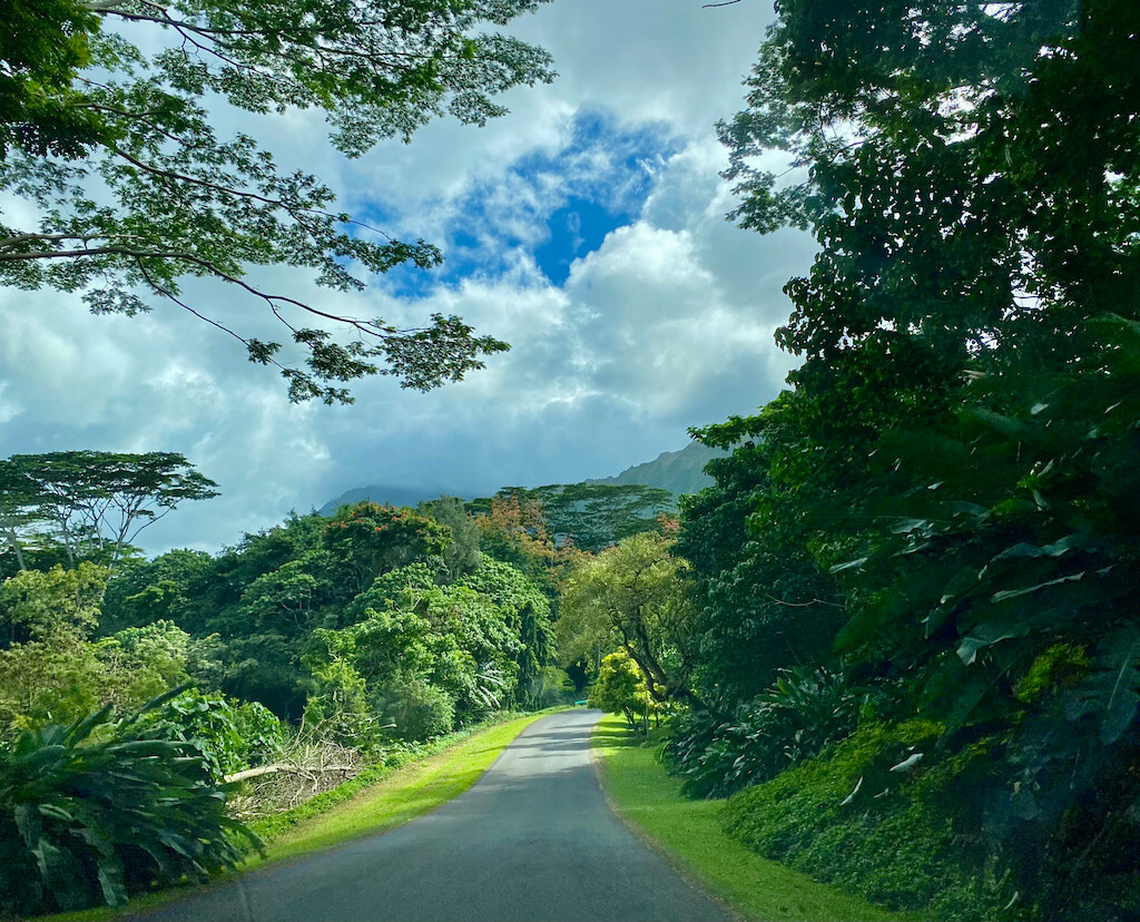 lonely road leading through lush foliage with a cloudy sky