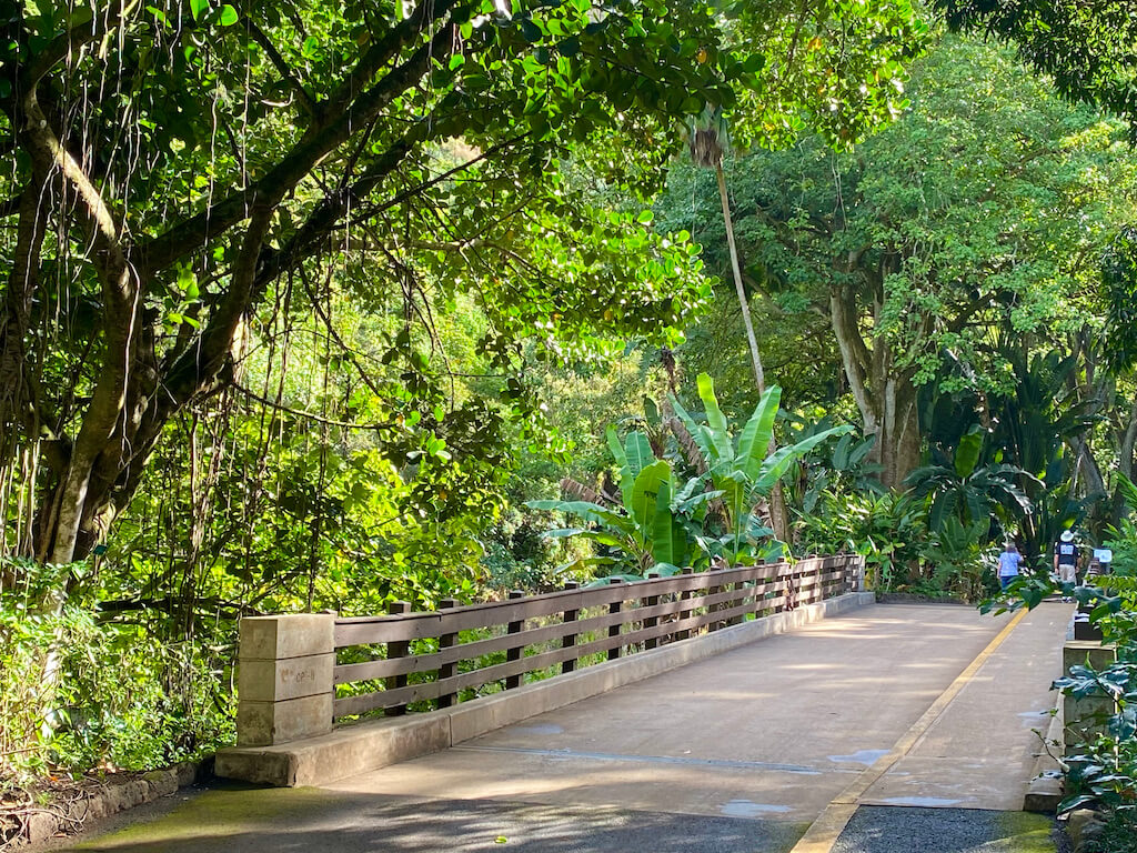 bridge in lush botanic garden