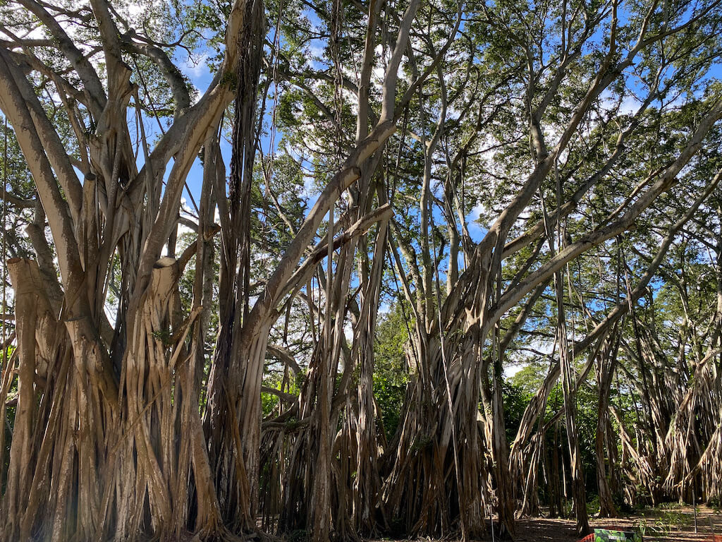 a Banyan tree with its spreading roots