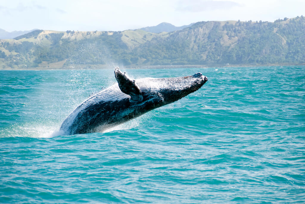 Massive humpback whale playing in water captured from Whale watching boat.