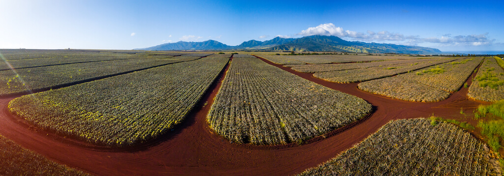 Panorama of the Dole pineapple plantation on Hawaii