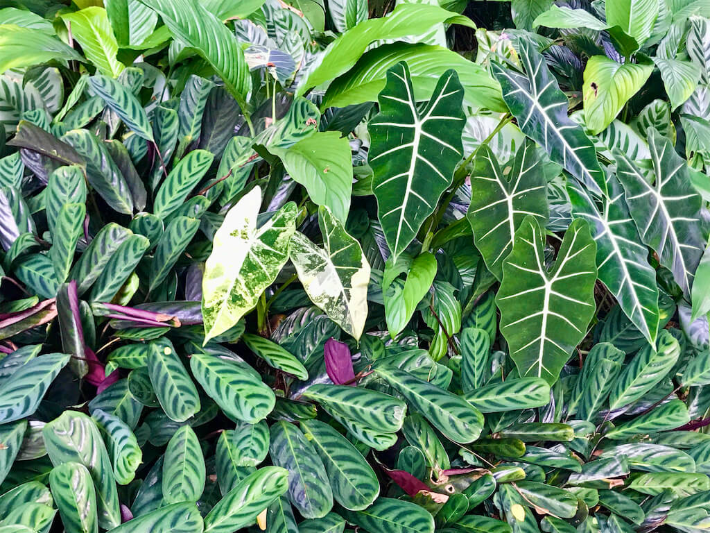 Plants with geometric designs at Hawaii Botanical Garden