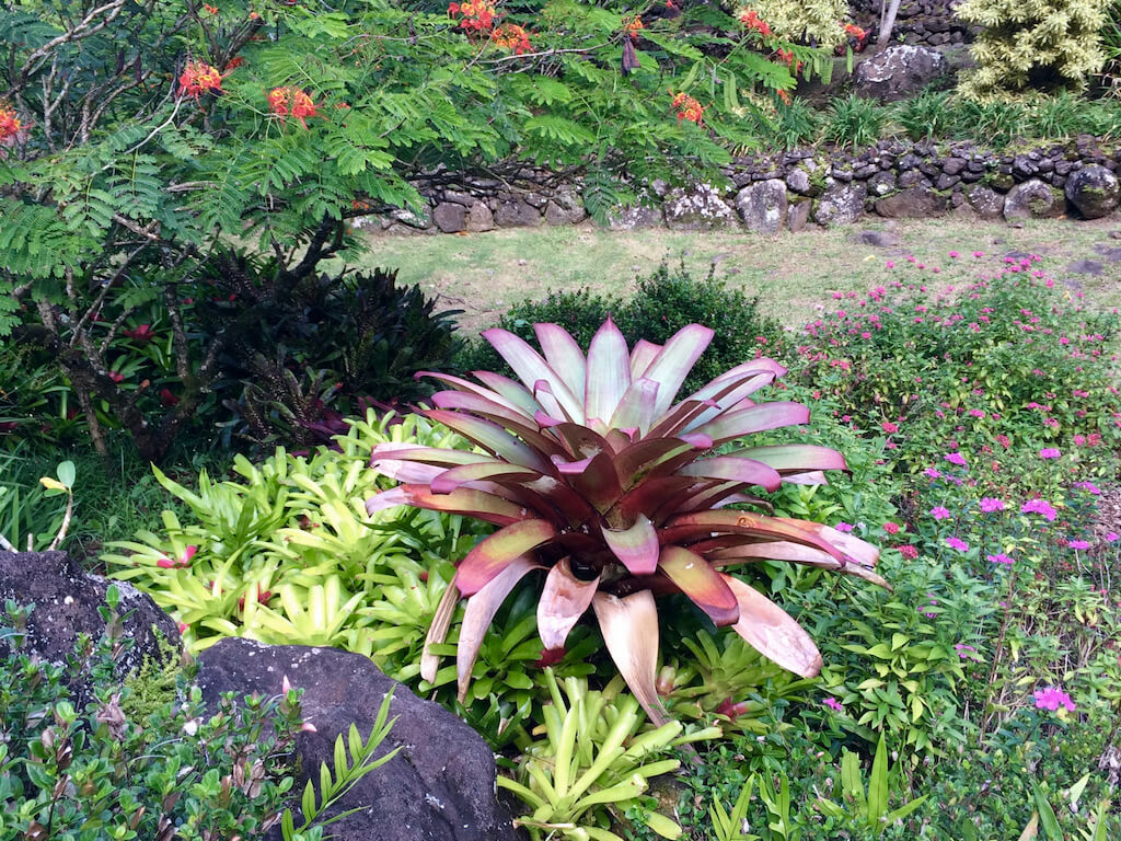 colorful Hawaiian plans in Limahuili Botanical Garden on Maui