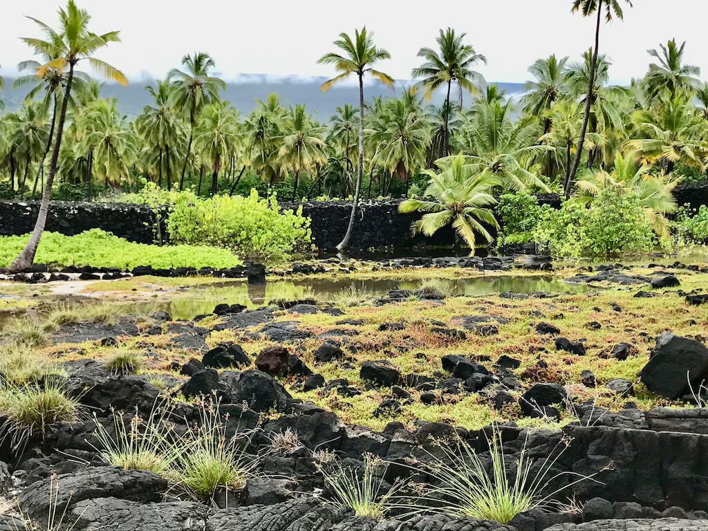 Palm trees and black volcanic rock at Place of Refuge on Big Island