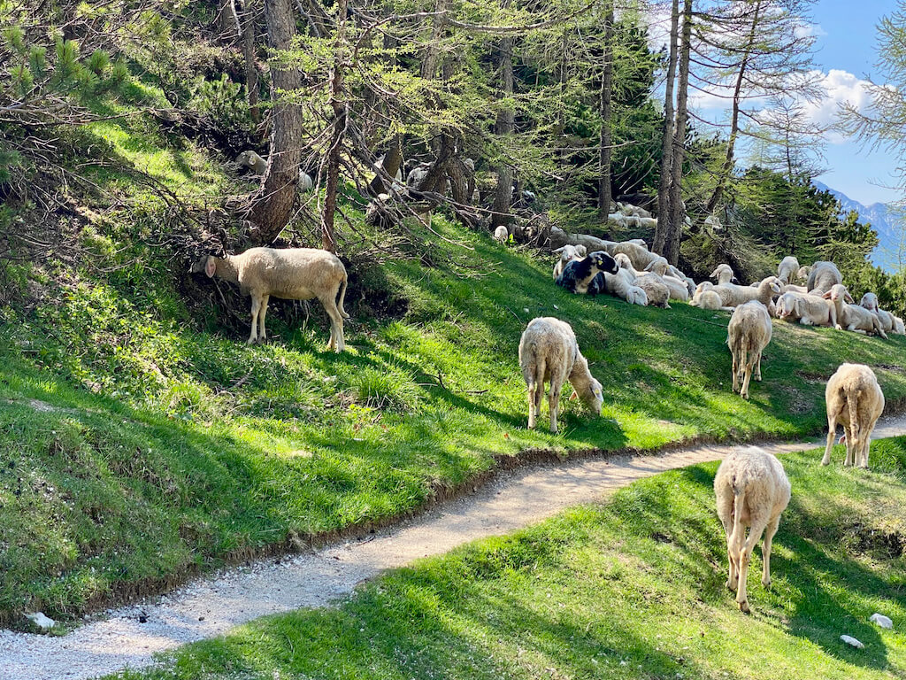 sheep in the Julian Alps, one of the best stops on a Croatia road trip