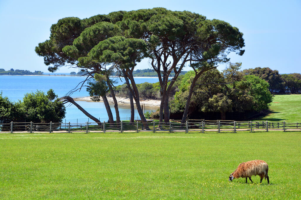 shaggy goat eating grass with an ocean view
