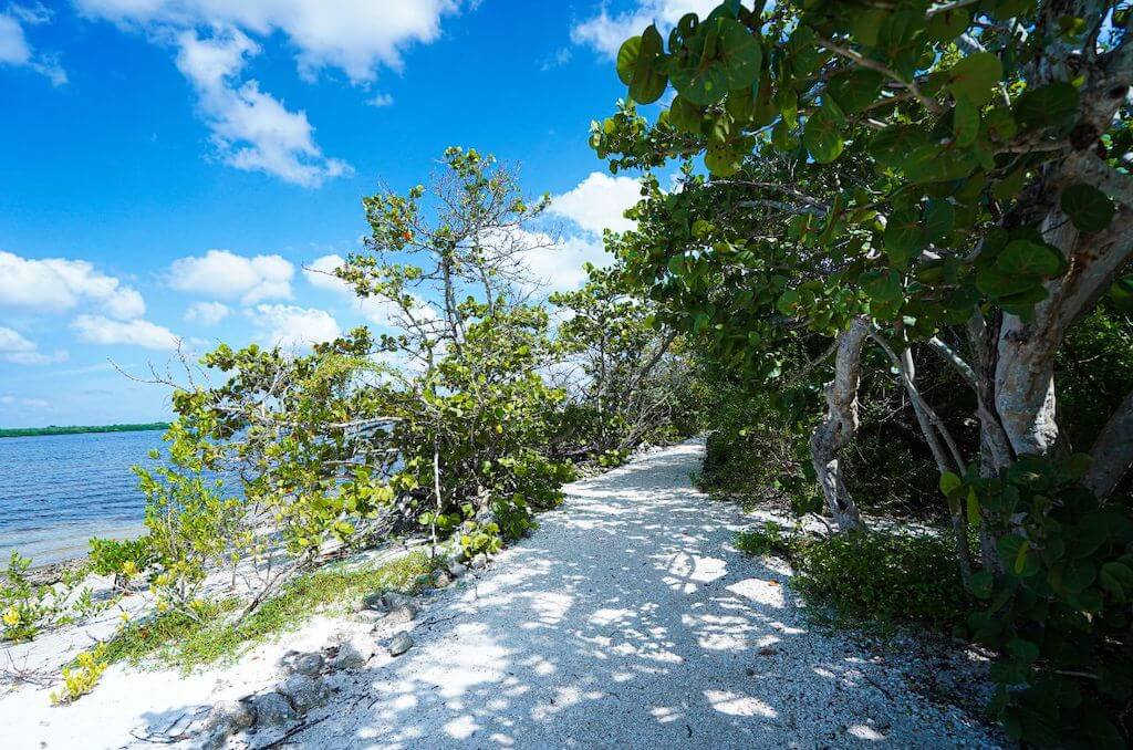 white sandy path near trees at the edge of the ocean on Anna Maria Island