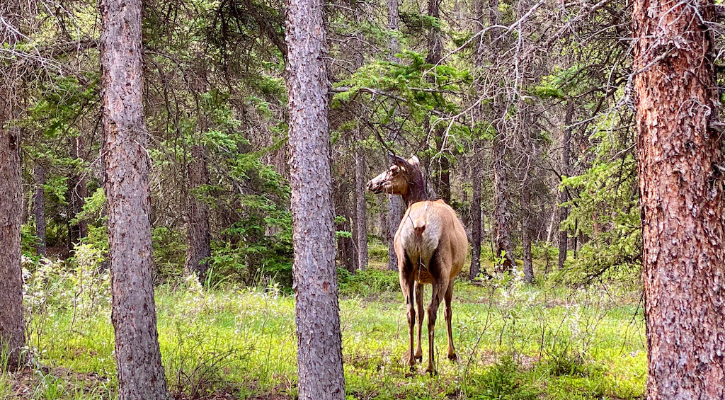 elk in the woods