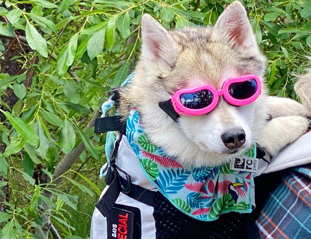 dog in a backpack wearing sunglasses