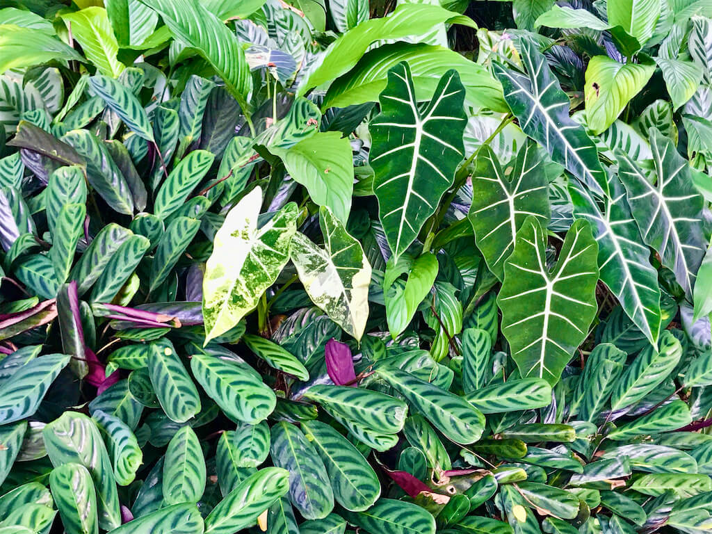 beautiful tropical plants at Hawaii botanical Garden, one of the best things to do in Hawaii