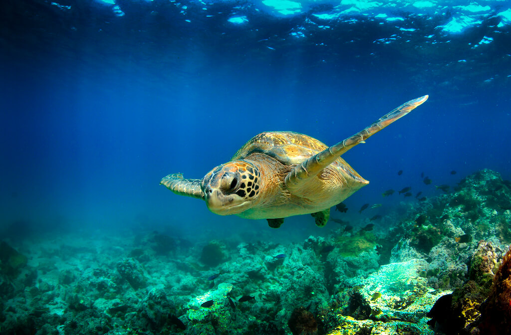 Hawaiian green sea turtle swimming in Kona