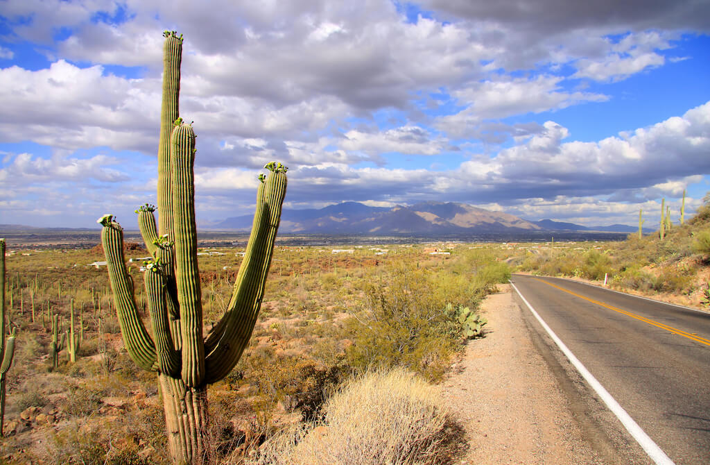road in the desert with Saguaro cactus