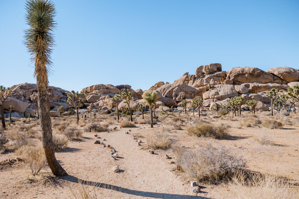 Joshua Trees in the desert near the national park