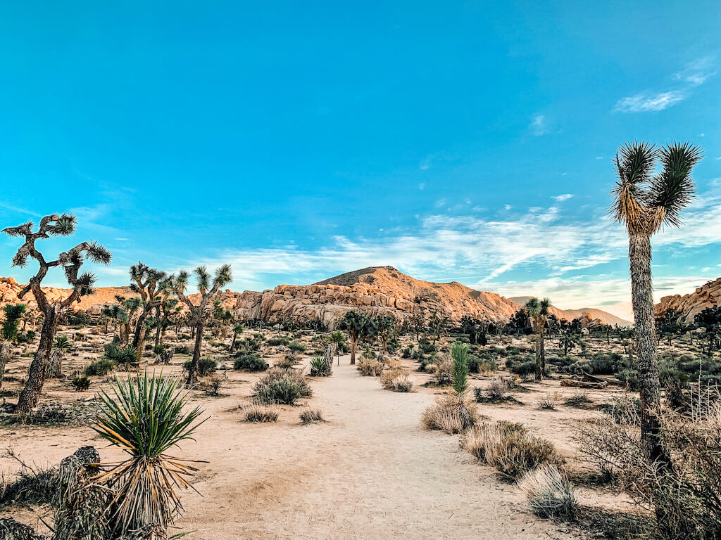 View of Joshua Trees and Yucca under blue skies