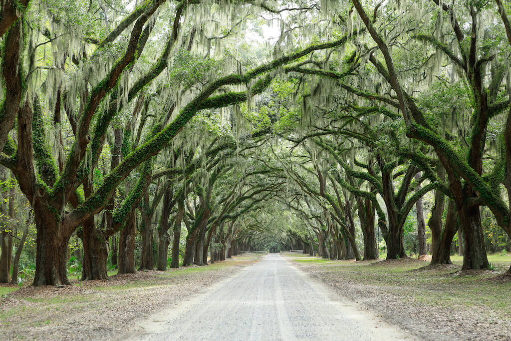 Canopy of oak trees covered in moss and path in Forsyth Park. Savannah, Georgia