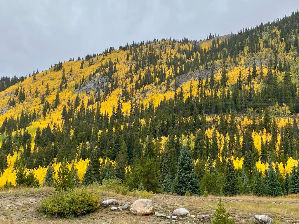 pines and yellow aspen on a mountain