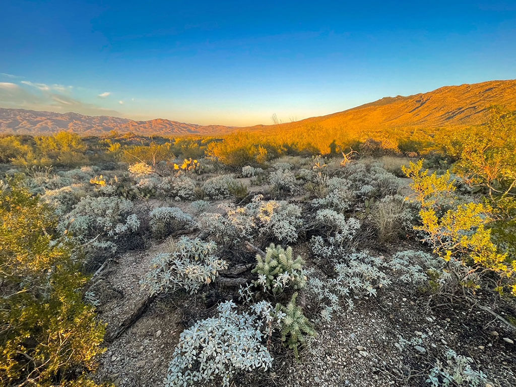 Desert in bloom, Saguaro National Park