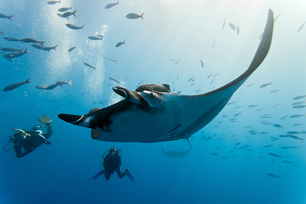 graceful manta ray swimming with a diver on Big Island