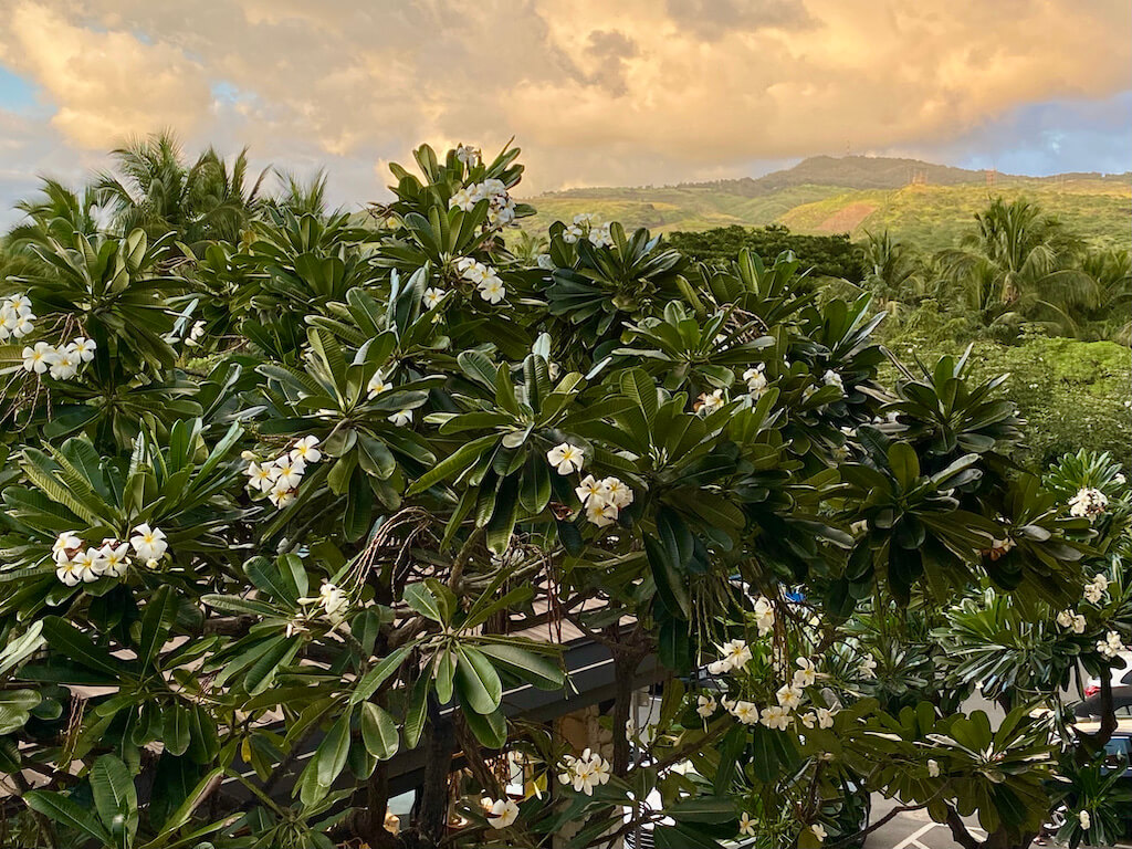 plumeria with clouds and green mountains near Kona, Oahu