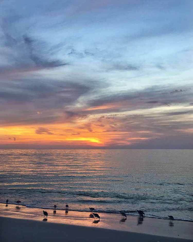 Shoreline with birds at sunset, Naples Florida