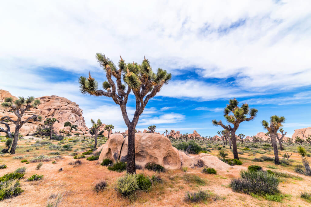 Joshua trees in the desert, Joshua Tree, California, USA