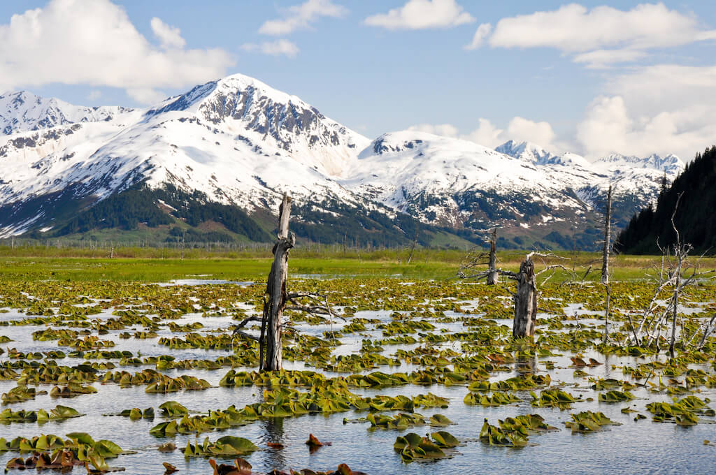 Pond with water Lillies with snow-covered Kenai Mountains in the background
