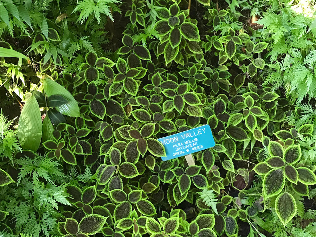 vivid green foliage at an exhibit at Hawaii Botanical Garden