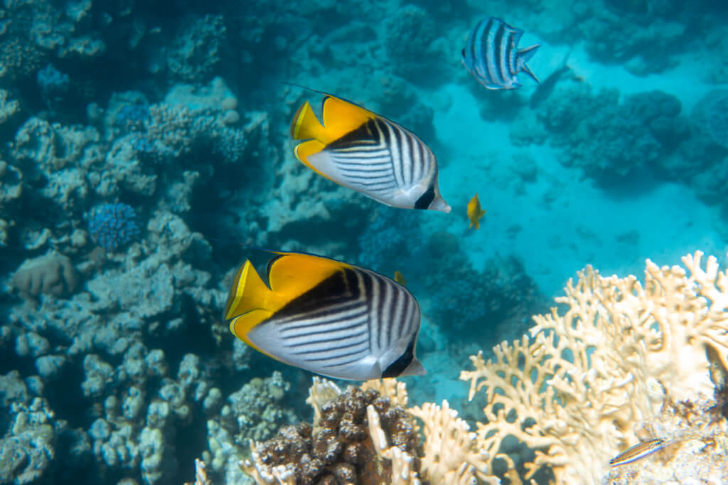 Butterfly Fish Near Coral Reef In The Ocean. Threadfin Butterflyfish With Black, Yellow And White Stripes.