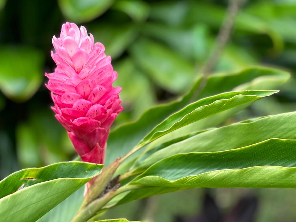 beautiful pink tropical flower