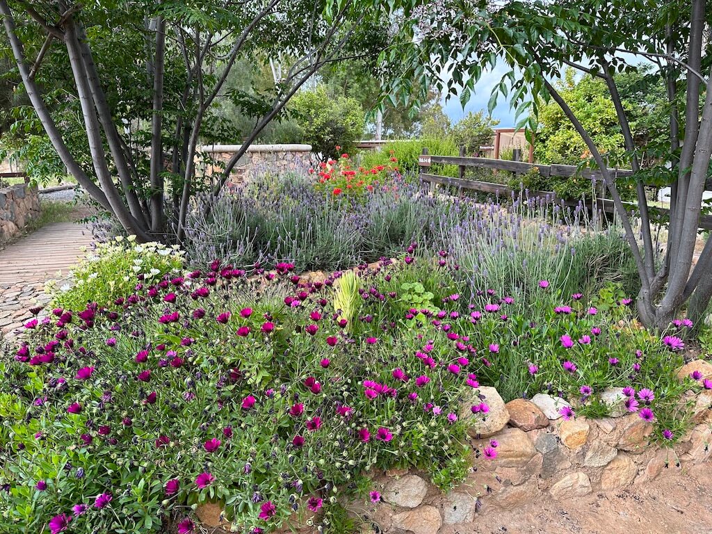 spring flowers at Casa Mayoral in Valle de Guadalupe