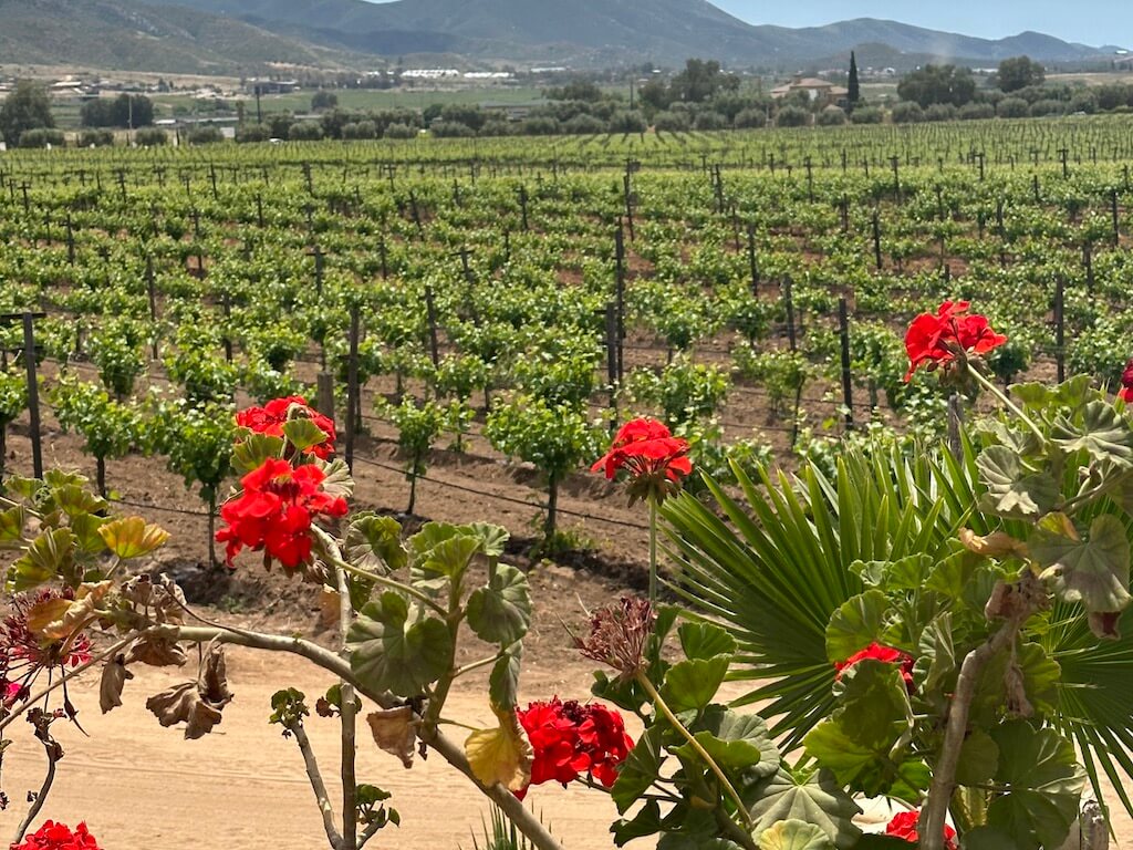 vineyards with geraniums in Valle de Guadalupe