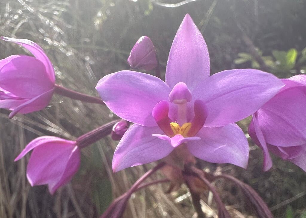 Magenta orchid on the kalalau trail
