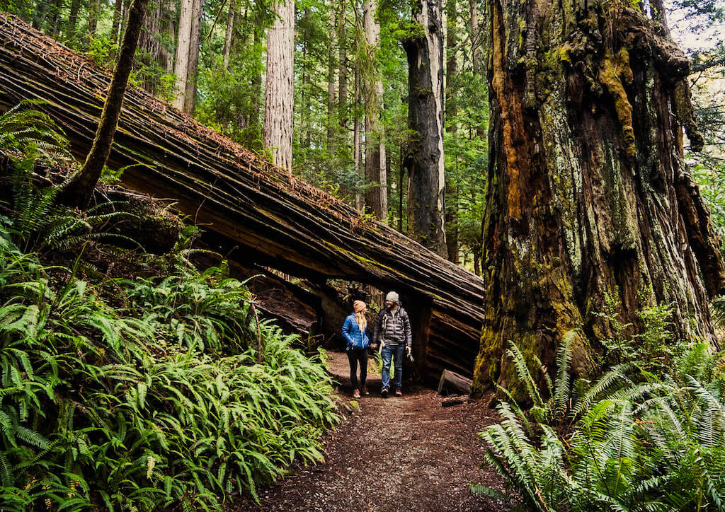 Giant fallen redwood in a fern forest at Redwoods State and National Parks