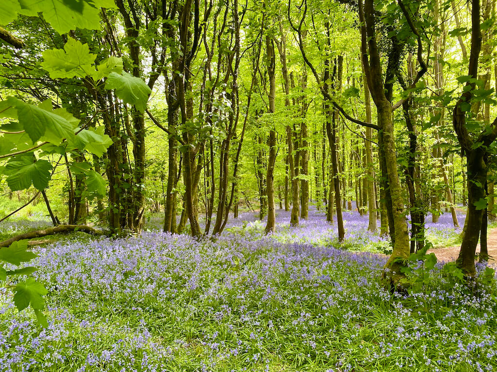 blue bells in a forest blooming in Crickhowell, Wye Valley