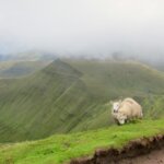 Sheep on cloudy day in Brecon Beacons National Park Southern Wales