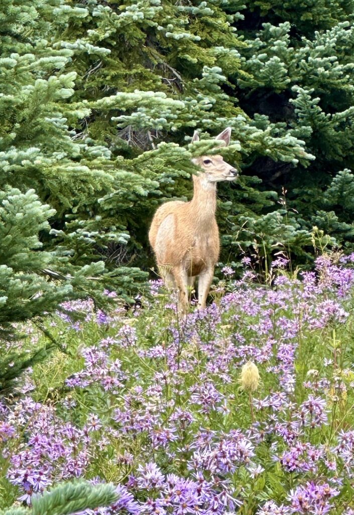 deer standing in field of purple wildflowers