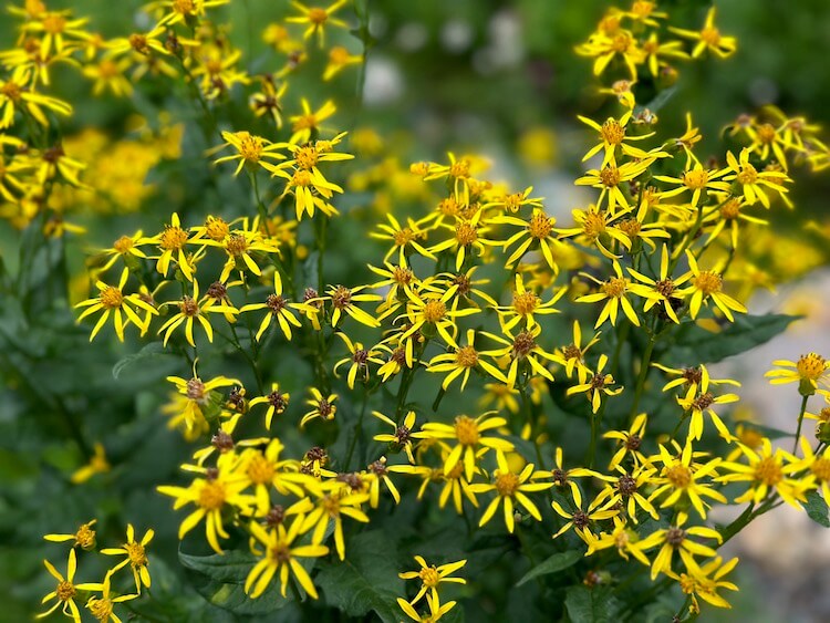 Arrowleaf Groundsel