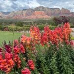 Brilliant pink and orange blooming snapdragons against a green lawn and the red rock cliffs behind in Sedona