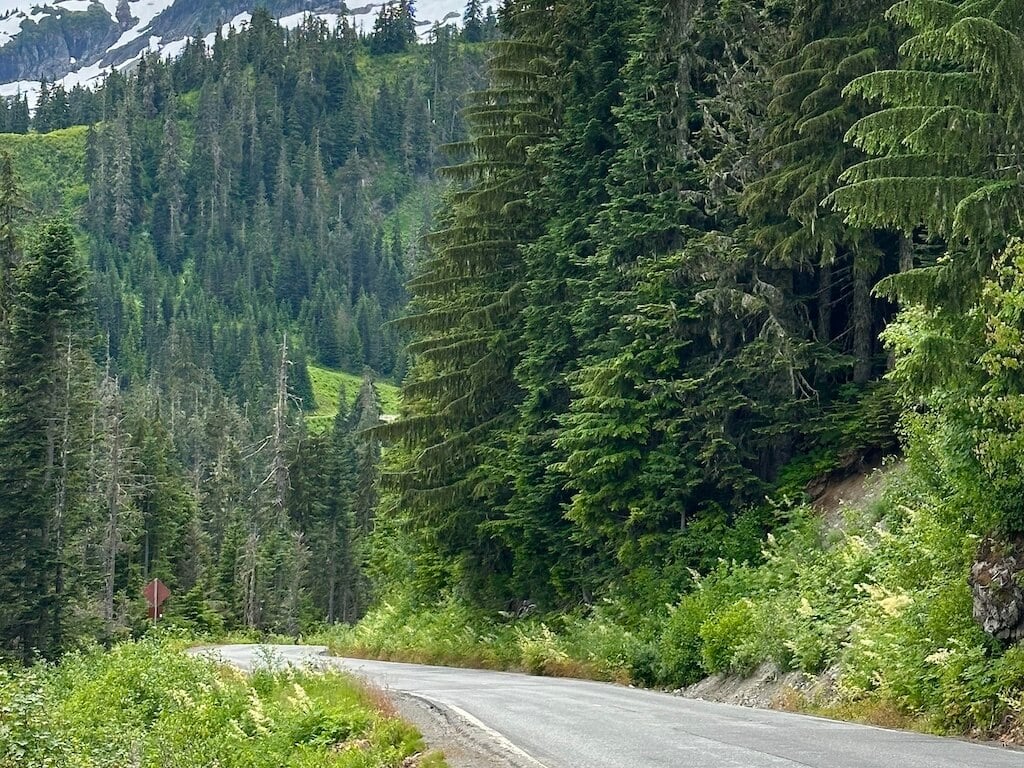 The road snaking through the evergreen forest on Mt Baker Scenic byway