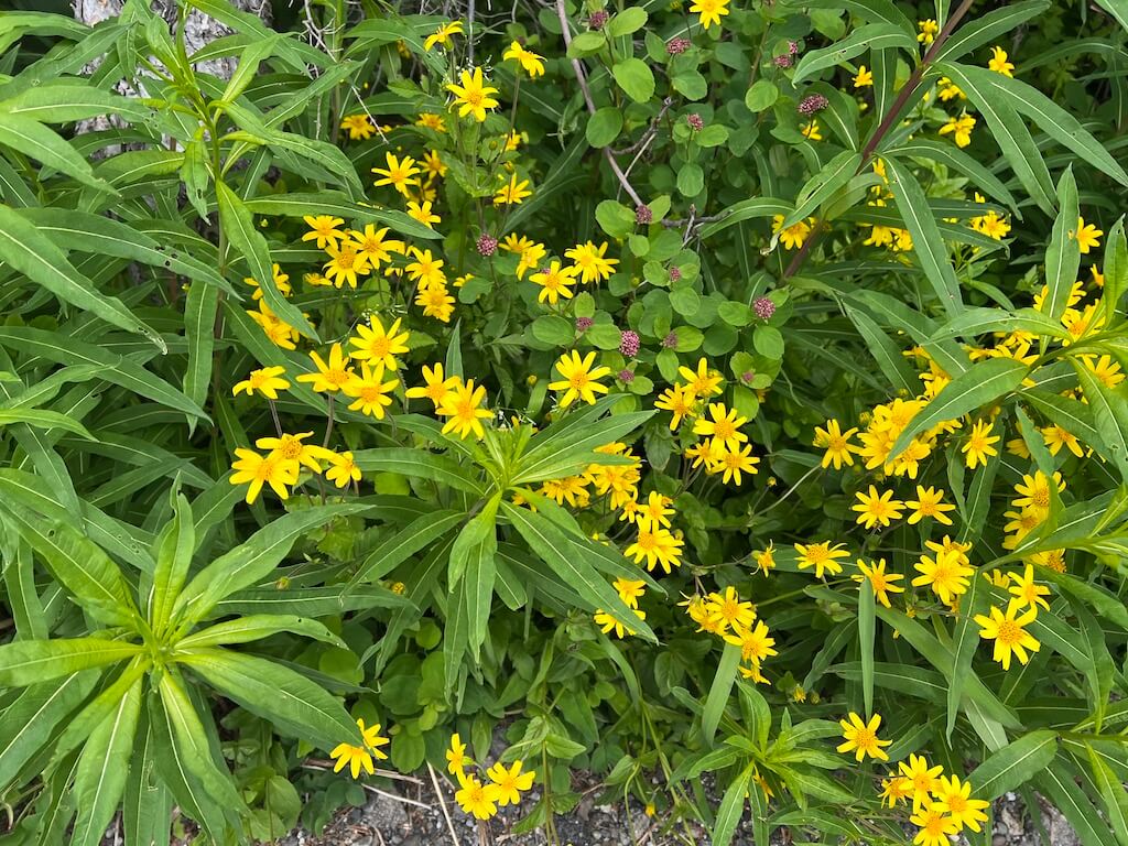 yellow wildflowers