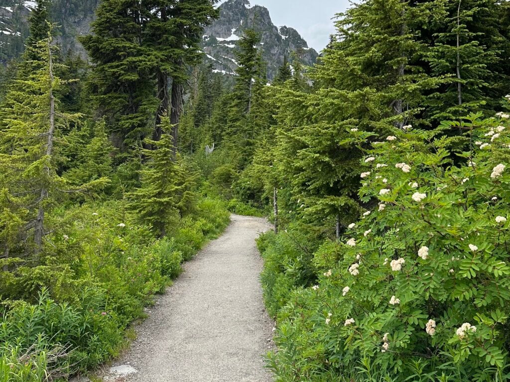 Trail to Picture Lake with white wild flowers and snowy peaks