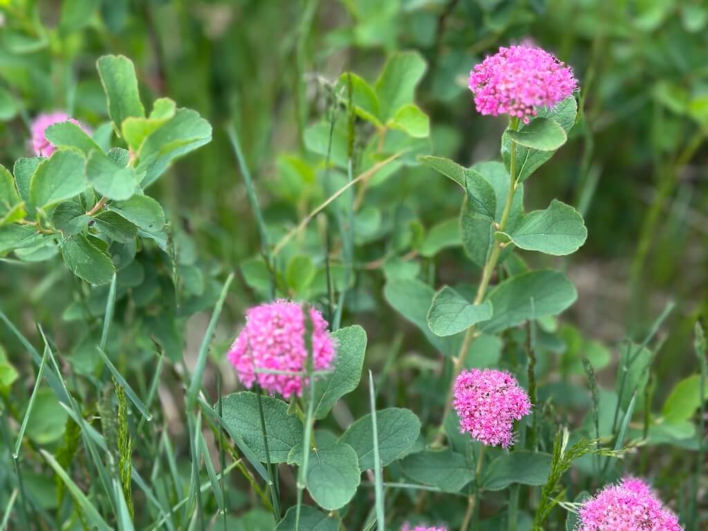 pink wildflowers