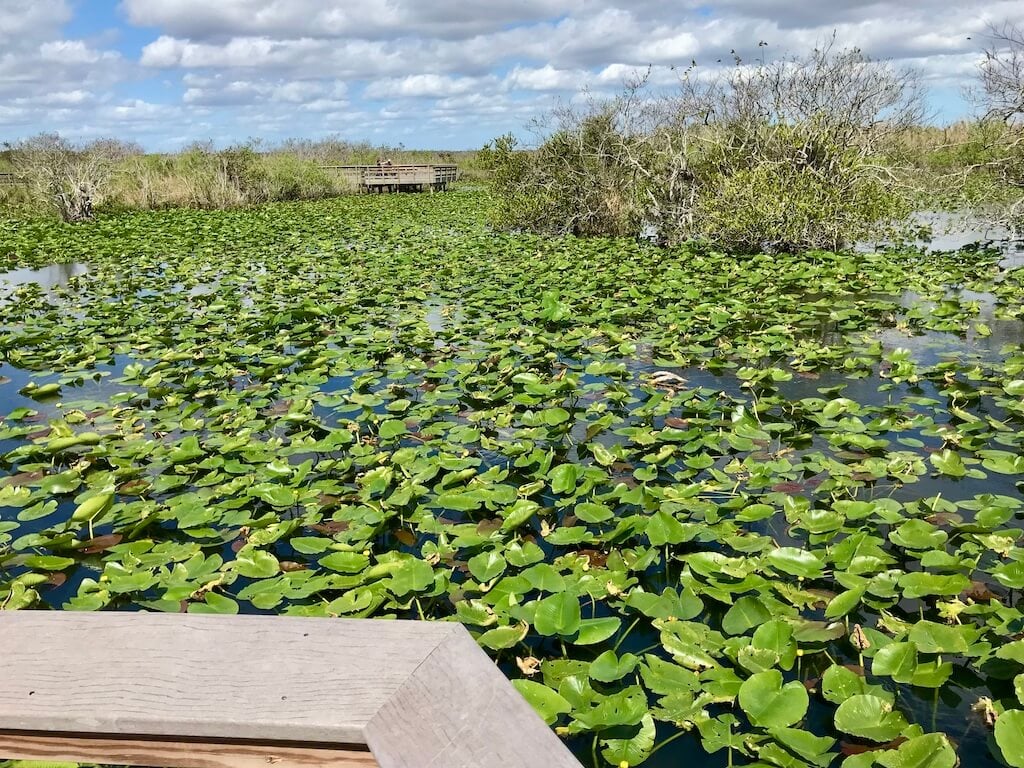 Everglades National Park swamp