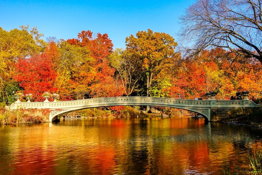 Vibrant red and yellow trees from my last visit to Central Park, NY in November