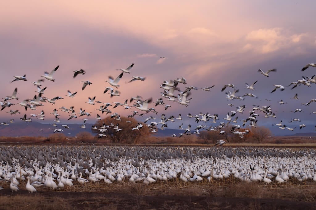 Snow geese migration in November in Socorro